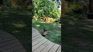 Video preview image #1 Mutt Puppy For Sale in Stevens Point, WI, USA