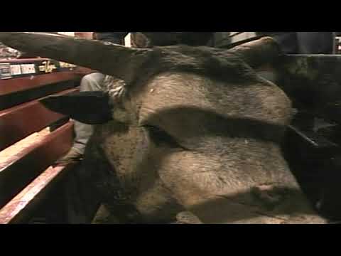 Blueberry Wine bucks Jake McIntyre - 05 PBR Finals