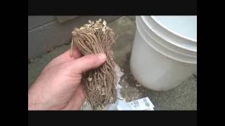 How to plant asparagus