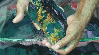 how to breed Oscar Fish🐟Oscar fish breeding pair🐟Oscar breeding setup🐟Copper oscar fry