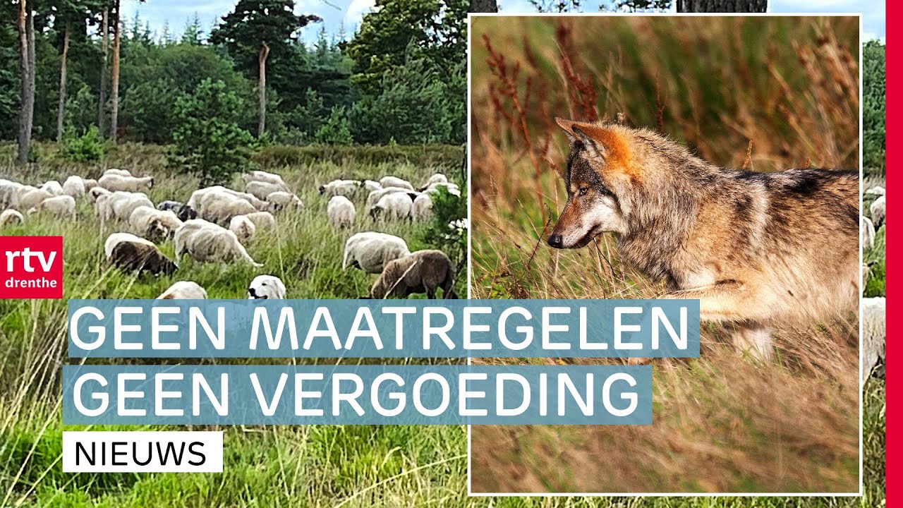 Boeren moeten schapen beschermen tegen wolf & Beilerstraat weer open | Drenthe Nu