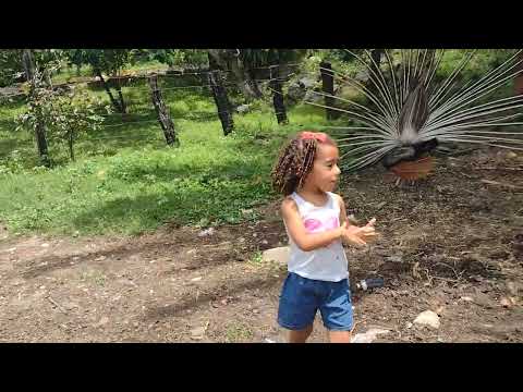 aves de sítio pavão, ganso, galinhas e galos de várias raças Guiné, marrecos de várias cores