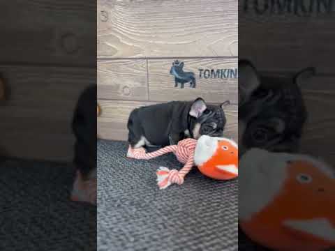Video 3