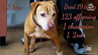 Scratch Talk  Mal.kant Invicto 2 Dog's #apbt #realapbt #apbtlove