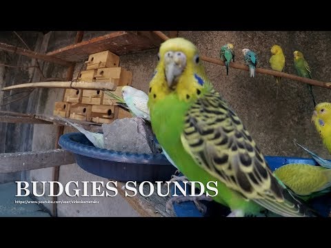 2 HOURS OF PARAKEETS SOUNDS - BUDGIES CHIRPING