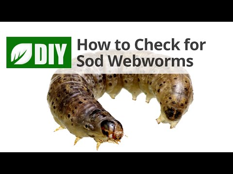  How to Check for Sod Webworm Damage  Video 