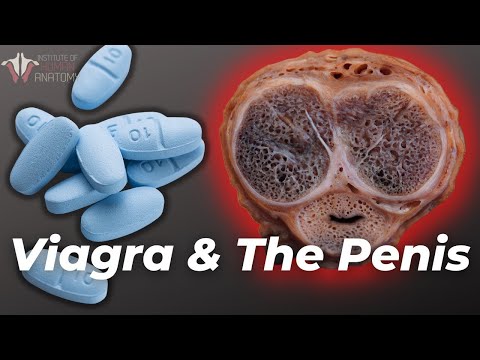 Erections Gone Wrong: What Viagra Does to the Penis