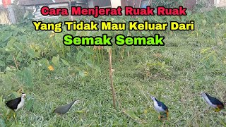 Download lagu cara Menjerat Ruak Ruak Yang Susah Keluar Dari Semak Semak. | Jejak Petualang Sumatra mp3