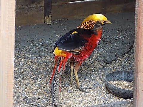 bażant złocisty-czy samce czy samiczki,Golden Pheasant,Chrysolophus pictus