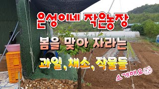 은성이네 작은농장 2020년 심어서 키우고 있는 농작물 소개합니다..