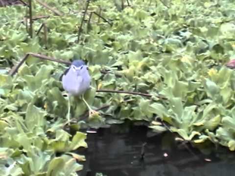 暗光鳥如何利用土司來釣魚(視頻)