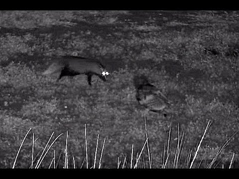 White-tailed Mongoose vs  Lapwings & Verreaux's Eagle Owl (zoom)