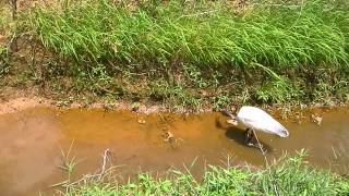 How CLOSE can you get to a Black Headed Ibis?