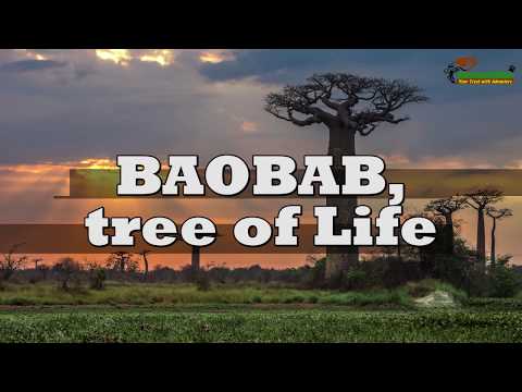 , title : 'BAOBAB, the tree of LIFE | Great Migration | Savana Safari'