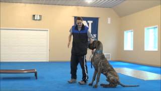 Wellington (Great Dane) Boot Camp Dog Training Video