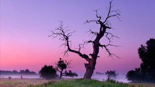 Video Miramare: Mlha na lúkách / Mist on meadows