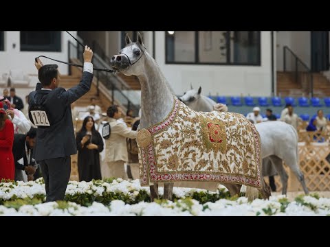 The season opens with 5 medals at GCAT Abu Dhabi. Watch Dubai Stud in action 😍🏆