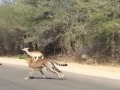 Impala Escapes Cheetahs By Jumping Into A Car Full Of Tourists