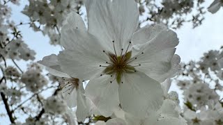 Friday Ascension Update – Seeking Joy