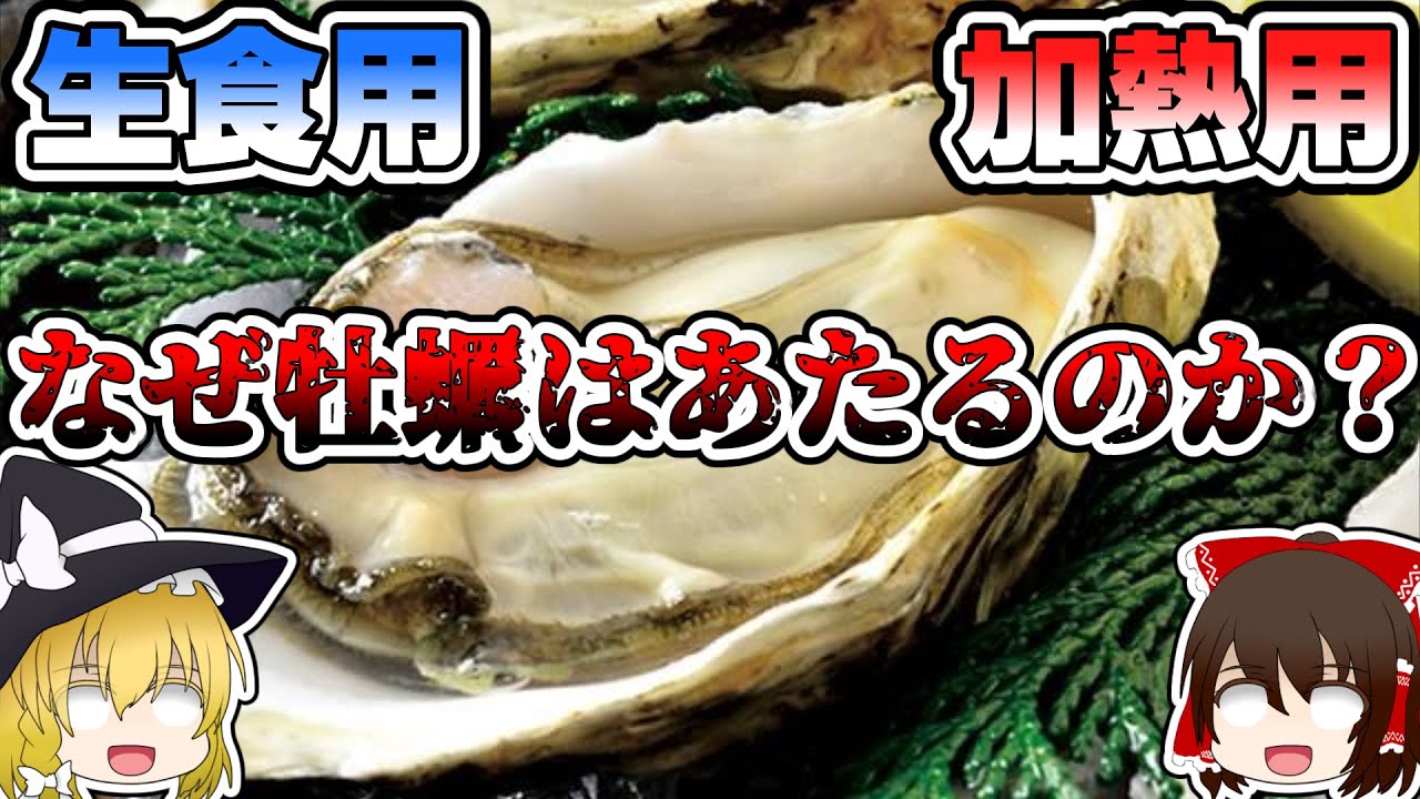 （ゆっくり解説）ノロウイルスの危機！なぜ牡蠣は加熱しないとあたるのか？