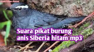 Download lagu Suara pikat burung anis Siberia hitam mp3 mp3