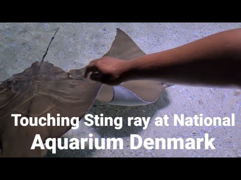 Real experience of touching Sting rays/National Aquarium, Kastrup Denmark/Softray #short #rajasreeph