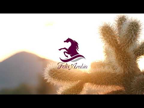 Multi Gold Champion: Felix Ajmal Mora