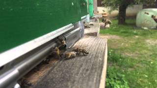 Flying bees (SLOW MOTION)