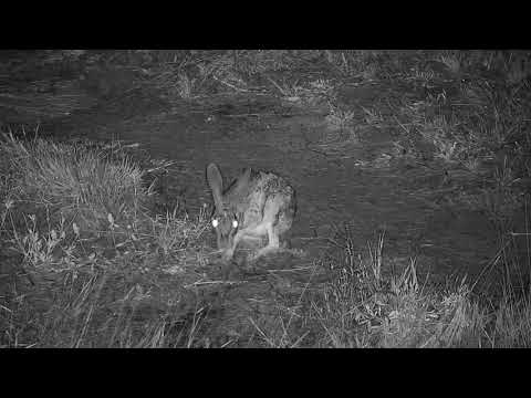 Djuma: Scrub Hare - 04:58 - 01/08/21