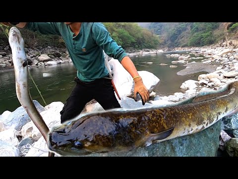 Fishing eel big~fishing with Hook  in river Tizu|| Biggest freshwater eel I ever catch😱||Chimong