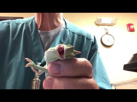 How to give your lizard eye drops