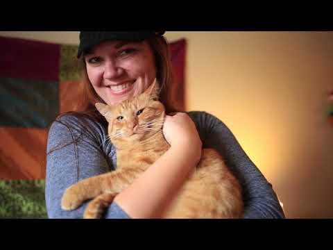 YouTube video about: Should I adopt a fiv positive cat?