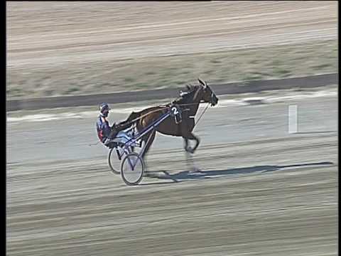 Trotto 28/05/2017 - prova di qualifica