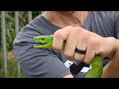 Gorgeous Green Mamba in Sunningdale Suburb !!!