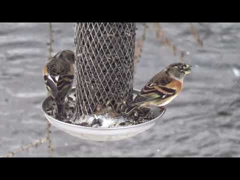 Wintergäste am Futterhaus 2021