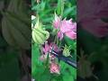 Cut Here: Columbine Deadheading 💀✂️🌸 #deadheading #columbine