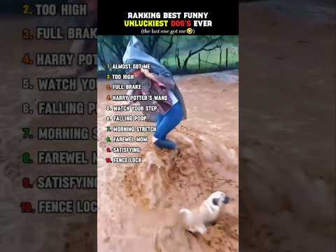 Classement des chiens malchanceux 🤣🤣🤣🤣