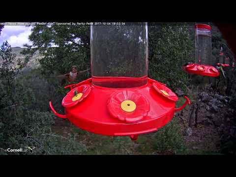 Possible Juvenile Allen's Hummingbird In West Texas – Oct. 4, 2017