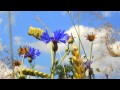 Синие васильки и небо Blue Cornflowers and Sky 