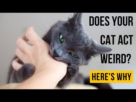 Does Your Cat Act Weird? Here's Why