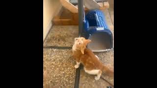Download lagu Kucing Kerasukan Macan #meme #kucing #shorts mp3