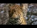 Leopard Hunting BBC Studios