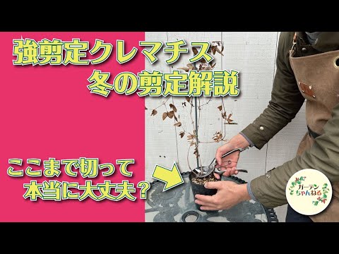 クレマチスの剪定は、損傷した手に負えない枯れた茎の剪定を強化します