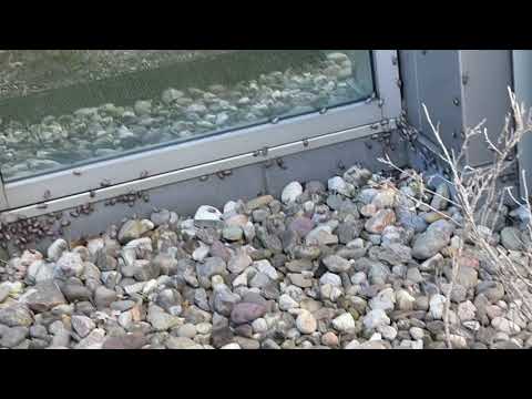 Spotted Lanternflies Take Over Office Building in Princeton, NJ