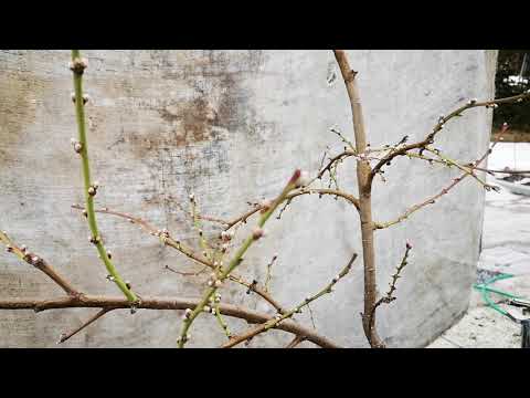 Odla persika och aprikos i Norrland. I mitt växthus blommar de i april!