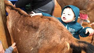 Houston Zoo Tour 2019