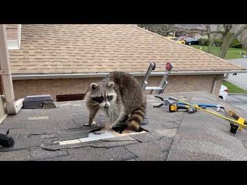 Very Protective Mother Raccoon Runs For Her Baby