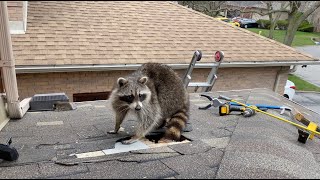 Very Protective Mother Raccoon Runs For Her Baby