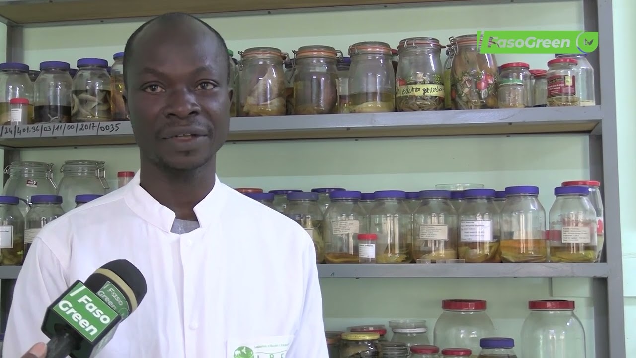 Journée mondiale de la migration des poissons : sensibiliser pour préserver des voies migratoires