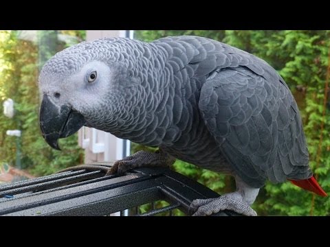 BESTER SPRECHENDER PAPAGEI  SPRICHT UNGLAUBLICH VIEL - 100 WÖRTER - MIT UNTERTITEL! TOP VIDEO